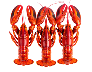 Three cooked red crustaceans stand upright, claws raised against a black backdrop