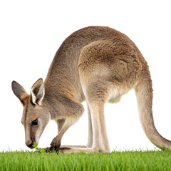 Fototapeta premium Kangaroo grazing with head down eating grass isolated on transparent background png
