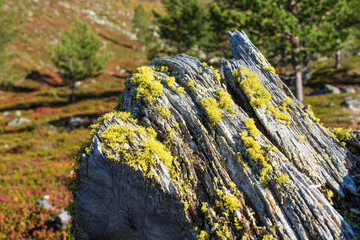 Wolf lichen (Letharia vulpina)