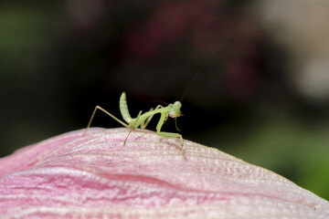 Tiny praying mantis nymph rests on delicate pink flower petal, its body pale green against soft bloom, evoking sense of fragility and anticipation in nature