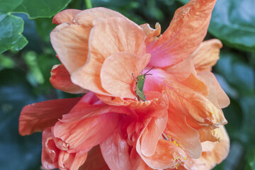 Vibrant peach hibiscus flower, its double petals unfurling with delicate beauty, evokes feelings of warmth and summer. Its intricate layers and soft hues suggest sense of peacefulness and natural