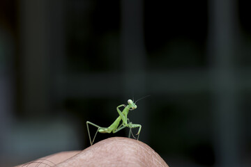 Tiny praying mantis nymph stands with an inquisitive posture, its delicate green body poised for...