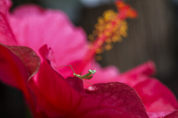 Tiny praying mantis perches on vibrant pink hibiscus petal, its delicate form almost camouflaged...