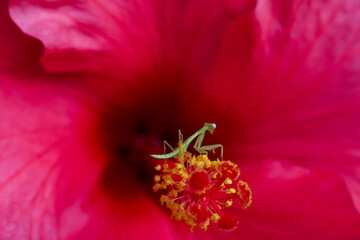 Delicate praying mantis, perched with anticipation, explores vibrant crimson depths of blooming...