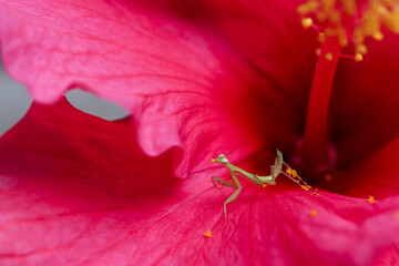 Close up of delicate praying mantis, perched on vibrant pink hibiscus flower, showcasing intricate...
