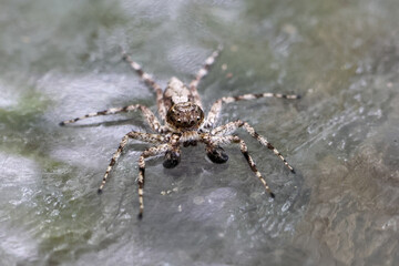 Curious jumping spider with intricate patterns gazes intently, showcasing its small size and delicate legs textured, natural surface, evoking sense of wonder and beauty of small creatures their