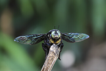Close up front view of large, iridescent carpenter bee with translucent wings, perched on twig with blurred green background, conveying sense of focused intensity and natural wonder