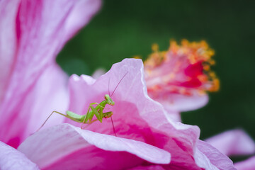Small, green praying mantis carefully climbs vibrant pink hibiscus flower, displaying sense of wonder and gentle exploration amidst soft petals, captured serene moment of nature delicate beauty