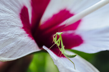 Tiny green praying mantis perches on white hibiscus petal, its delicate form contrasting with flower vibrant magenta center, evoking sense of wonder and nature intricate beauty