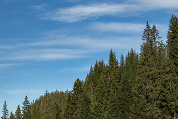 bosco di abeti verdi in un ambiente naturale di montagna in Veneto e cielo sereno con qualche nuvola leggera e trasparente, di giorno
