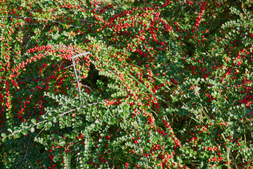 jarzębina, jarzębina czerwona, jarząb, jarząb pospolity, jarząb zwyczajny, sorbus aucuparia l. © Marcin Łazarczyk