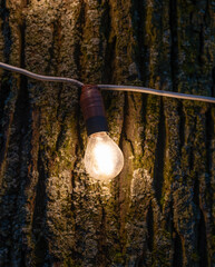 the bulb lamp at evening
