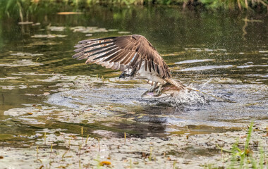 Osprey catching a trout from a pond
