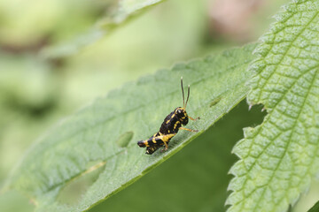 Tiny grasshopper with yellow markings perches on vibrant green leaf, showcasing nature intricate beauty and delicate balance of its ecosystem