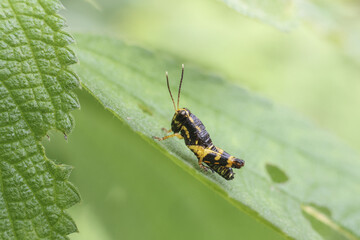 Small grasshopper with black and yellow stripes sits calmly on green leaf, showing its delicate antennae and intricate body. Macro view highlights its vibrant pattern and texture of plant