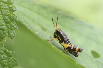 Tiny grasshopper with yellow markings is seen on vibrant green leaf, displaying sense of wonder in its natural habitat