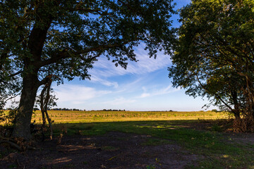 autumn landscape with trees