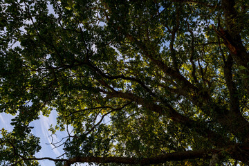 trees and sky