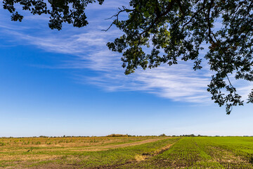 tree and sky