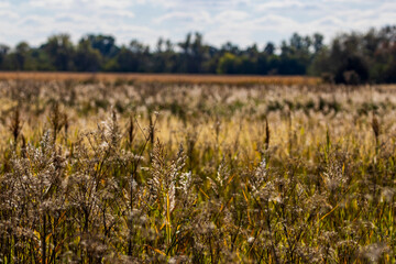 grass in the wind