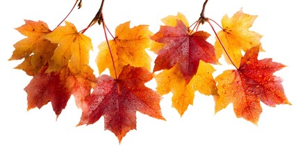Colorful autumn maple leaves isolated on white background – seasonal fall background