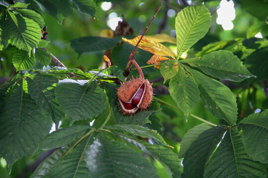  ripe horse chestnut nuts on a tree - Powered by Adobe