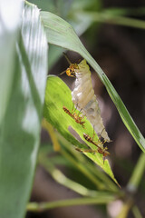 Close up view shows small wasp diligently working on its nest, surrounded by lush green foliage it appears focused and determined as it builds its home