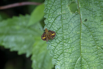 Small brown butterfly with orange markings rests vibrant green leaf, its wings spread wide, showcasing intricate patterns. natural setting evokes sense of peaceful contemplation and delicate