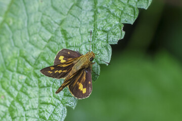 Small brown skipper butterfly with yellow markings rests on textured green leaf, showcasing its intricate wing patterns with sense of calm stillness