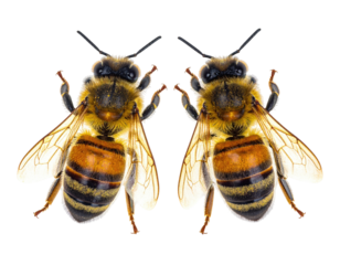 Two honeybees with detailed anatomy, facing forward against a pure black backdrop