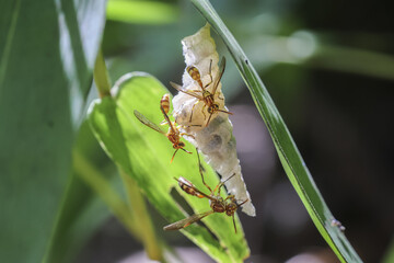 Close up of ants working together to build nest on green leaf, conveying sense of natural industry and collaboration