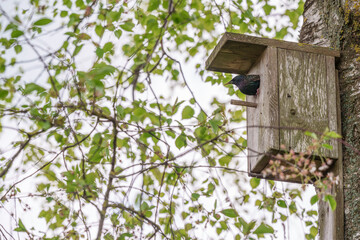 house thrush in a birdcage feeding chicks