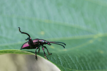 Close up of vibrant iridescent beetle with long antennae, showcasing its delicate structure. Its glossy exoskeleton reflects light, creating sense of wonder and fascination. This tiny creature
