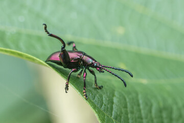 Tiny dark purple insect with long snout crawls on vibrant green leaf, displaying delicate and intricate form