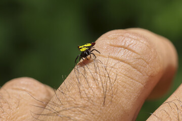 Small jumping spider with yellow markings sits on person finger, showcasing delicate detail and moment of curiosity