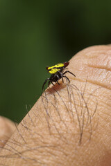 Small, colorful spider with yellow and black markings sits on hairy hand, showcasing nature intricate beauty and evoking sense of delicate wonder and close up observation