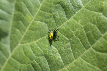 Tiny jumping spider perched on vibrant green leaf, its metallic exoskeleton shimmering with yellow...
