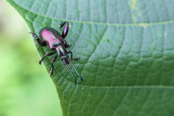 Close up macro shot captures small iridescent beetle with metallic pink and purple hues perched vibrant green leaf. insect delicate antennae and segmented legs are clearly visible, showcasing