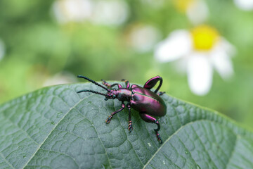 Metallic purple beetle with long antennae rests on vibrant green leaf, its body glinting in soft sunlight, conveying sense of quiet resilience in nature embrace