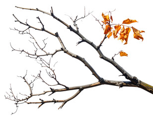 A bare, sprawling tree branch contrasts with bright orange leaves on black