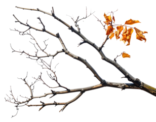 A bare, sprawling tree branch contrasts with bright orange leaves on black