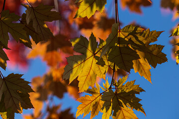 vista macro di varie foglie dalle sfumature di colore autunnale in primo piano, di giorno, con cielo azzurro e sereno sullo sfondo
