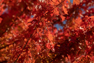 foglie di un albero di acero, di un intenso colore rosso, di giorno, in autunno