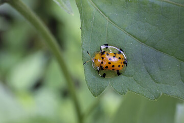 Tiny yellow beetle with black spots rests on green leaf, showcasing its intricate patterns and delicate form, evoking sense of nature small wonders and peaceful observation