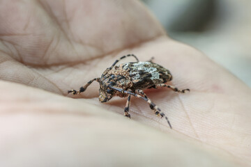Detailed close up of longhorn beetle resting on person palm, showcasing intricate patterns on its exoskeleton and evoking sense of wonder and curiosity