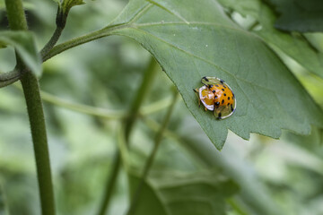 Small, spotted ladybug clings to vibrant green leaf, its tiny body miniature marvel of nature design. This captures delicate beauty of insect life, showcasing intricate patterns and serene
