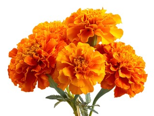 Marigold flowers cempasuchil for Day of the Dead on white background