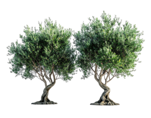 Two olive trees with lush green foliage and gnarled trunks, against a black backdrop