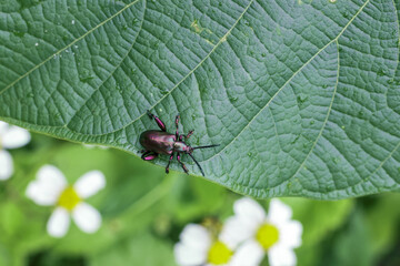 Dark colored insect with long antennae cautiously traverses textured green leaf, conveying sense of delicate exploration amidst blooming white flowers and lush foliage