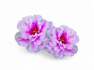 Fototapeta premium Twin Striped Portulaca Blooms on the White Background